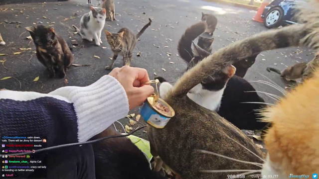 Crazy cat lady feeds her cats