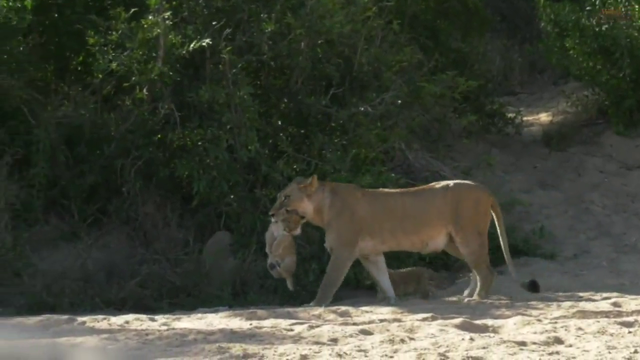 lioness carrying her cub in her mouth