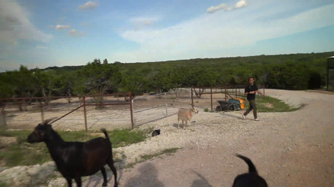 Squeex falls while being chased by a goat