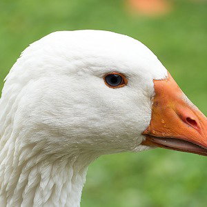 goosegrabber
