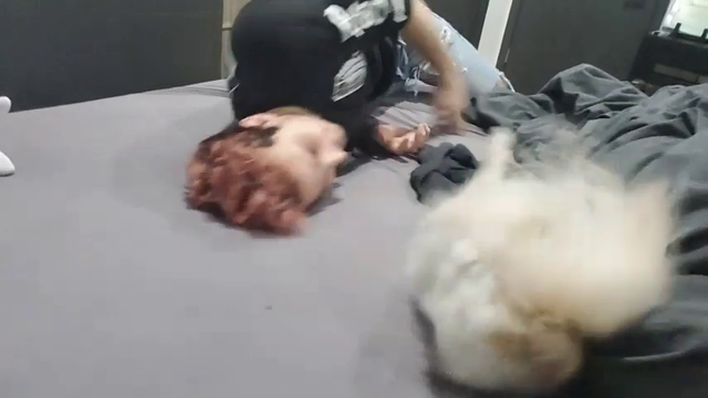 Golden Retriever of Twitch