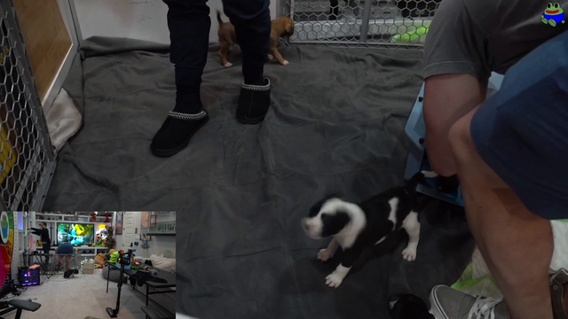 Mizkif fosters 5 puppies from the shelter, turning his room into an animal sanctuary.