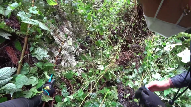 Jaystreazy gorilla trekking in Uganda finds baby gorilla