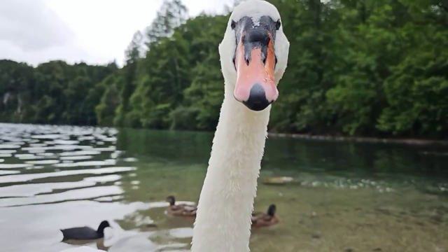 Don't mess with the angry swan