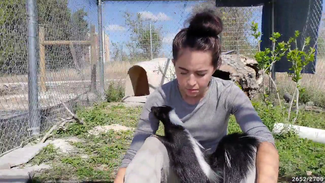 Maya - teddy the skunk tries to get a peak