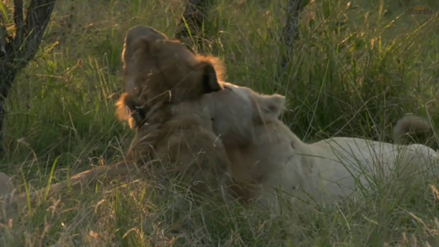 Beautiful rare white lion mutual grooming with a sibling