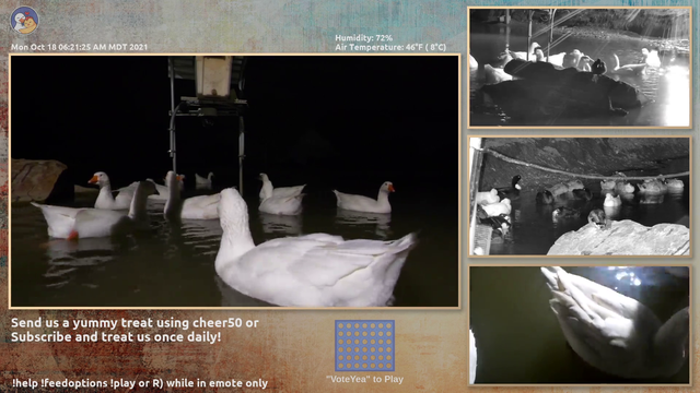 Duck laughs at idiots in chat