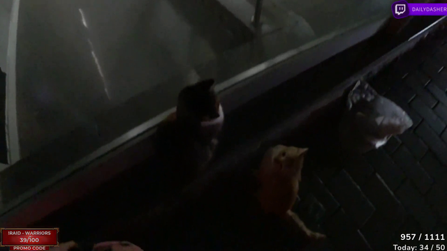 DailyDasher - Cats love Raid