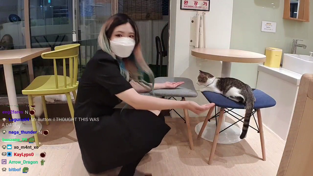 Korean streamer tries to hug a cat