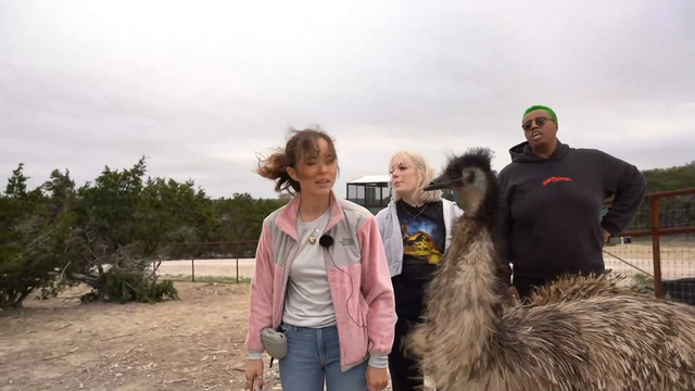Stompy asserting dominance over a cow and Russel