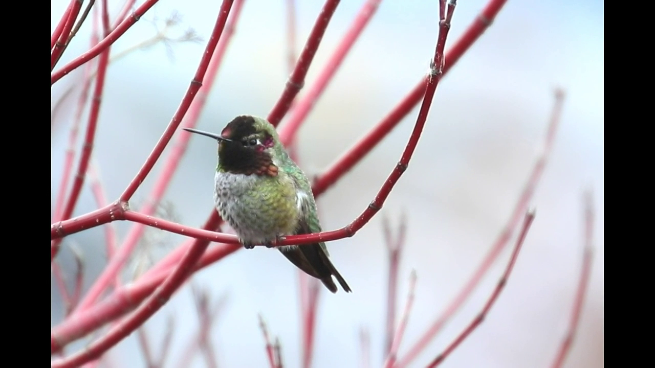 Really close up view of gorgeous hummingbird