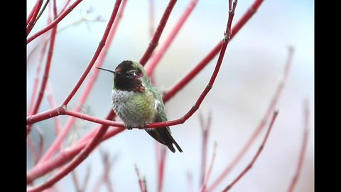 Really close up view of gorgeous hummingbird
