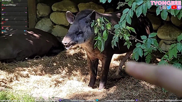 Rare Tapir with five legs
