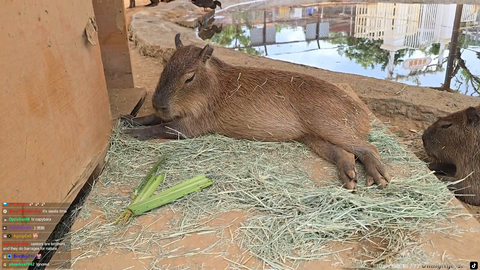 Capybara after a hard day of doing nothing