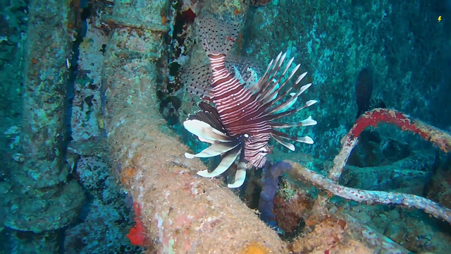 Awkwards_Travel find a plump invasive Lionfish while investigating largest shipwreck streamed on Twitch