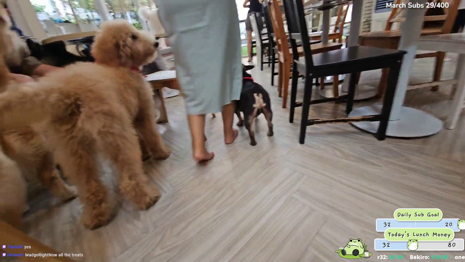 Real life teddy bear