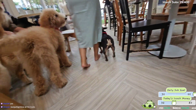 Real life teddy bear