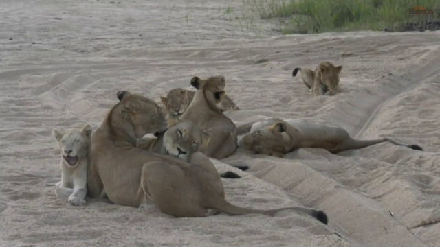 two beautiful young white lions demand attention from the pride