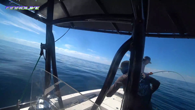 Shark bites the motor after Streamer took his fish