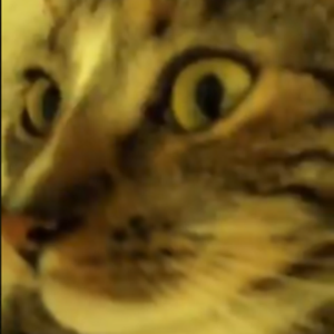 dreamwastaken