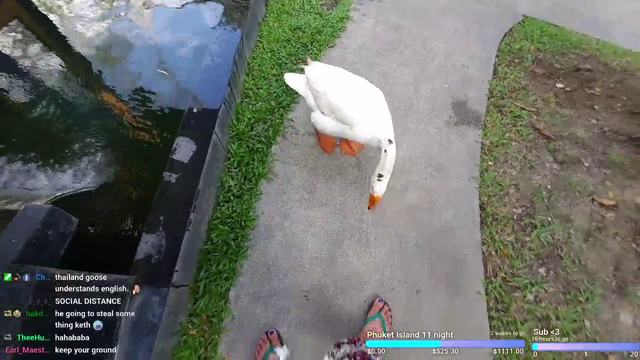 Goose bites streamers private part
