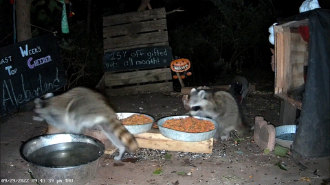 Cleanse your timeline of drama and enjoy these trash pandas having a midnight snack