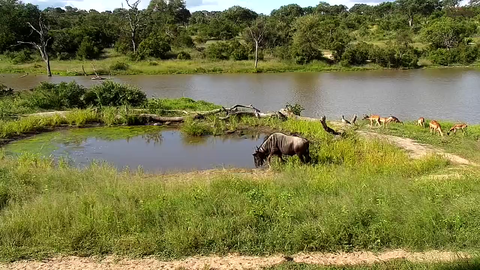 Crocodile's surprise attack on Wildebeast - WildEarth