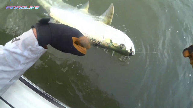 Sharks Force Quick Fish Release
