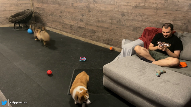 Kripp's Highly Acrobatic Doggo
