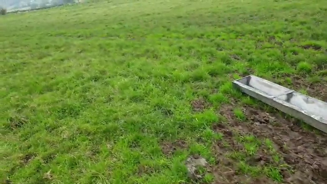 A whale and a dog has a serious relationship with each other