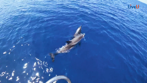 Crazy Dolphin Jump (watch 'til the end)
