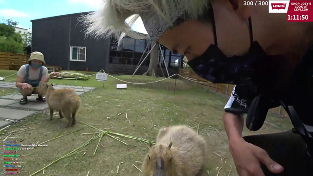 Joey feeds a cute Capybara