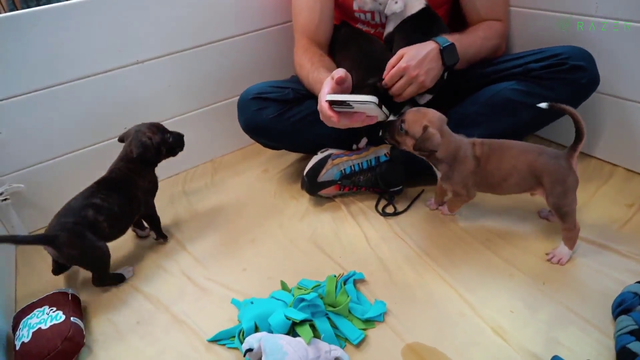 Mizkif fostered 7 baby dogs after visiting an animal shelter and falling in love with them.