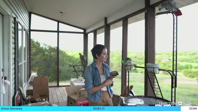 Maya's bird can imitate XQC