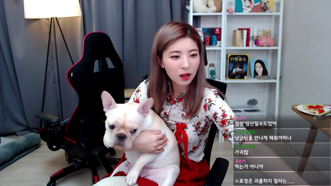 Dog shits on korean streamer