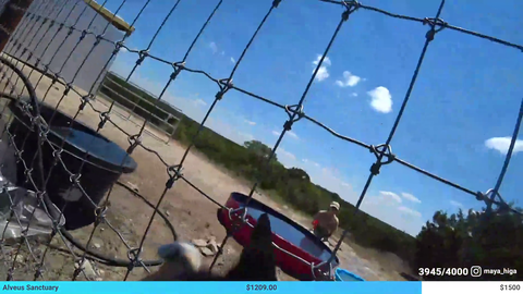 Mayas new goat becomes the camera man, moving it around to her own face