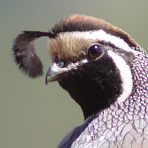 CaliforniaBirbs