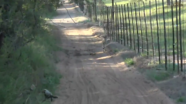 adorable fluffy cheetah cubs playing and their annoyed mom