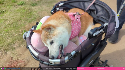 Wholesome Japan IRL streamer meets real DOGE meme dog (Kabosu)