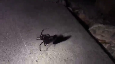 Spider kidnapping cockroach