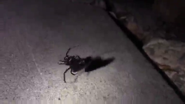 Spider kidnapping cockroach