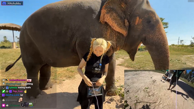 hachu the elephant whisperer
