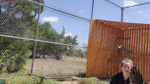 Maya nets a wild Swainson's Hawk