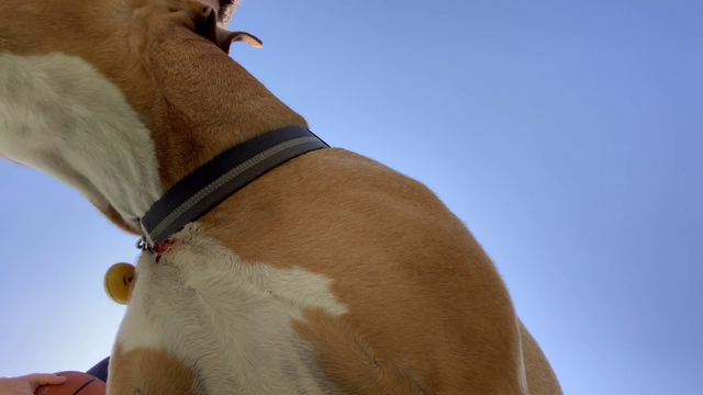 Old Hasan recording of dog Fish shows use of prong collar