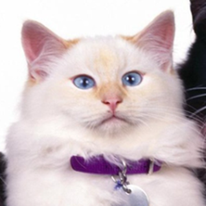 whitecatosu