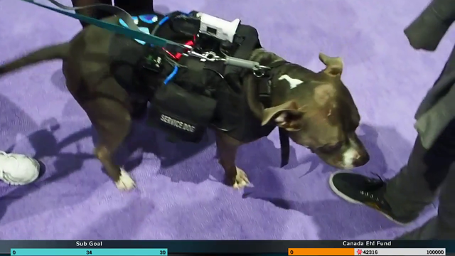 Streamers rescue dogs for the good cause!