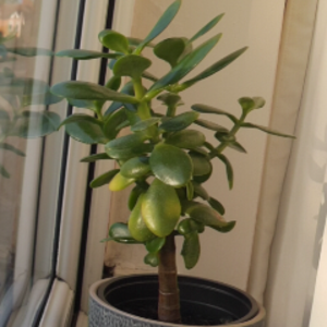 GabeThePlant