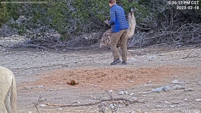 Wildlife streamer demonstrates proper way to fend off an emu