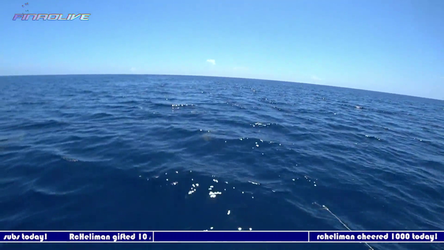 Shark feeding time
