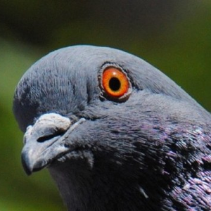 PigeonTheFog